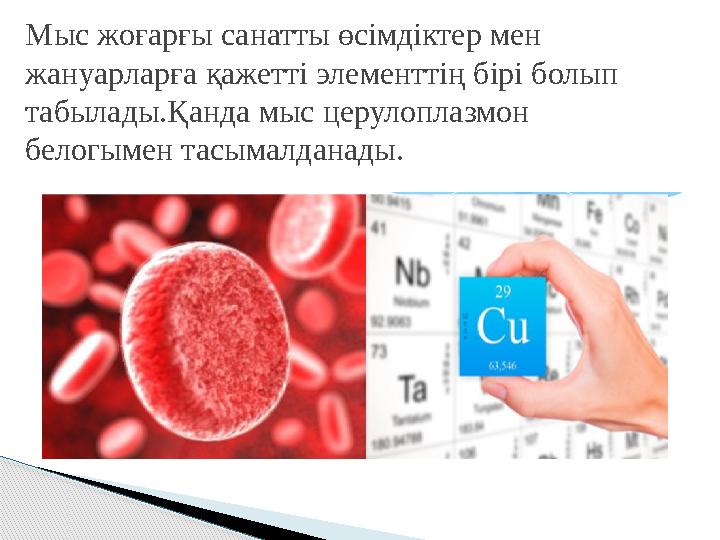 Мыс жоғарғы санатты өсімдіктер мен жануарларға қажетті элементтің бірі болып табылады.Қанда мыс церулоплазмон белогымен т