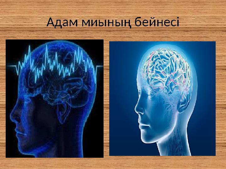 Адам миының бейнесі