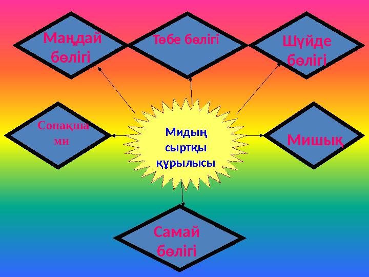 Мидың сыртқы құрылысы Маңдай бөлігі Төбе бөлігі Шүйде бөлігі Сопақша ми Мишық Самай бөлігі