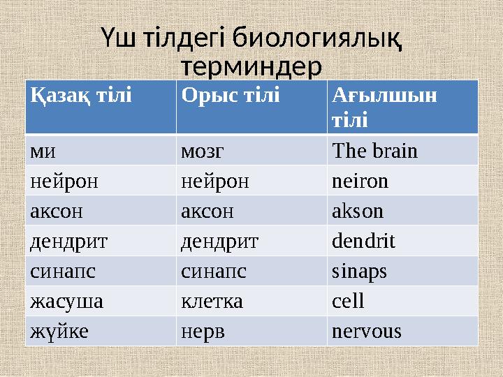 Үш тілдегі биологиялық терминдер Қазақ тіліОрыс тілі Ағылшын тілі ми мозг The brain нейрон нейрон neiron аксон аксон akson ден