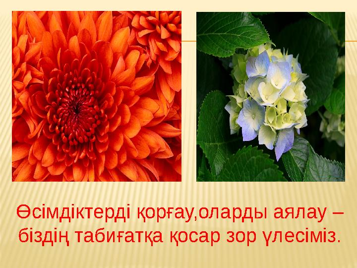 Өсімдіктерді қорғау,оларды аялау – біздің табиғатқа қосар зор үлесіміз.