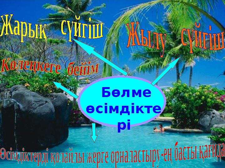 Бөлме өсімдікте рі