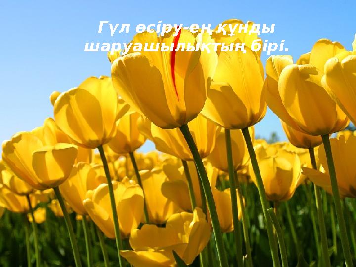 Гүл өсіру-ең құнды шаруашылықтың бірі.