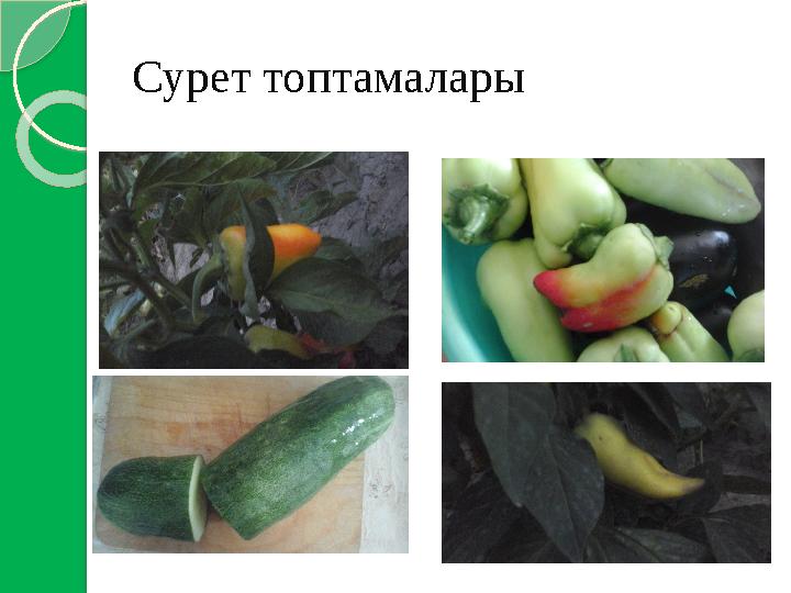 Сурет топтамалары