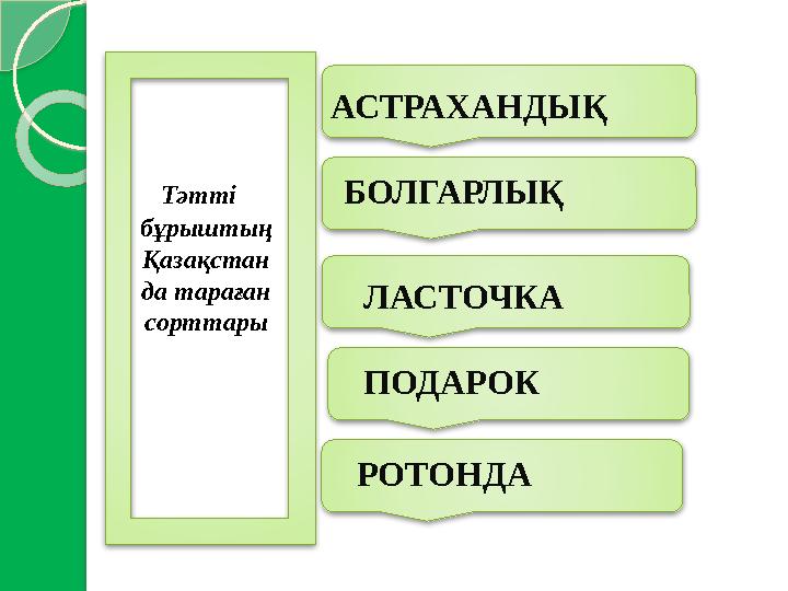Тәтті бұрыштың Қазақстан да тараған сорттары АСТРАХАНДЫҚ БОЛГАРЛЫҚ РОТОНДА ПОДАРОК ЛАСТОЧКА