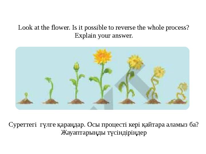 Look at the flower. Is it possible to reverse the whole process? Explain your answer. Суреттегі гүлге қараңдар. Осы процесті ке