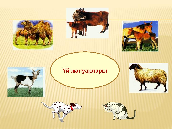 Үй жануарлары