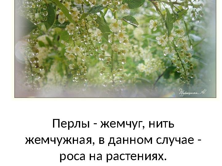 Перлы - жемчуг, нить жемчужная, в данном случае - роса на растениях.