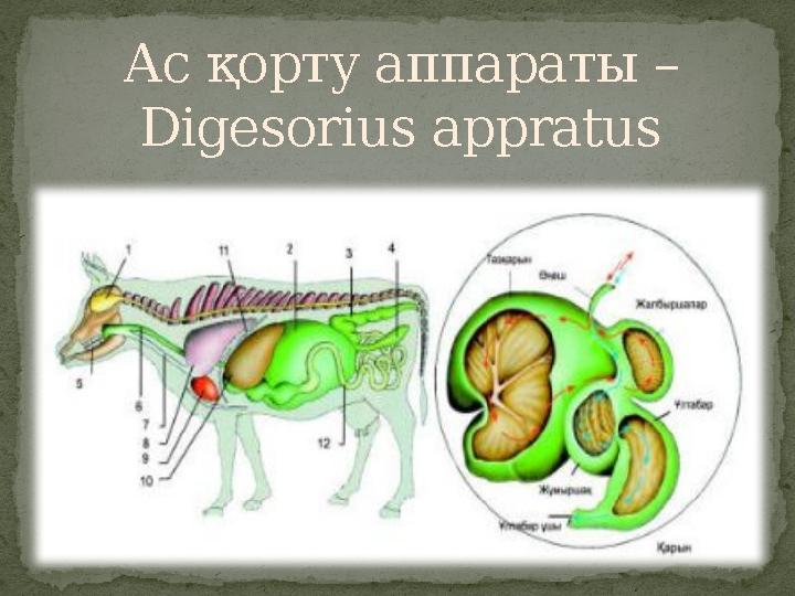 Ауыздағы дикторлар