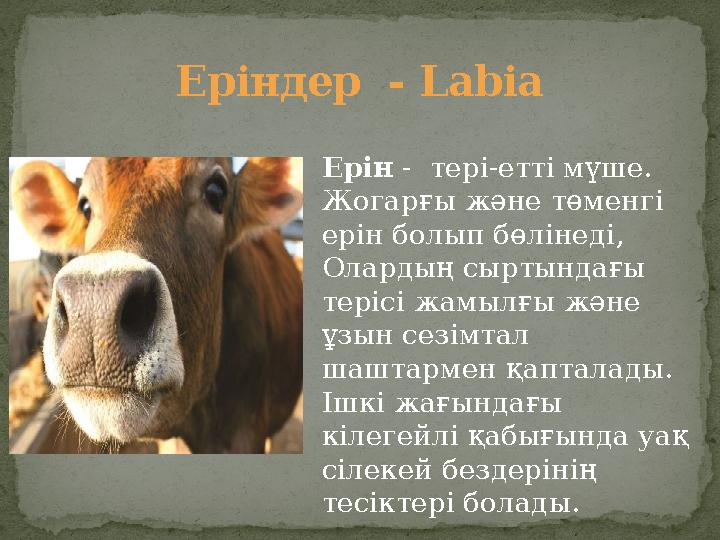 Жалаңаш брюнетка позалары