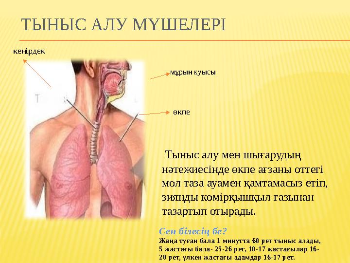 АДАМ АҒЗАСЫ ЖӘНЕ ОНЫ КҮТУ  Адам табиғат перзенті  Адам