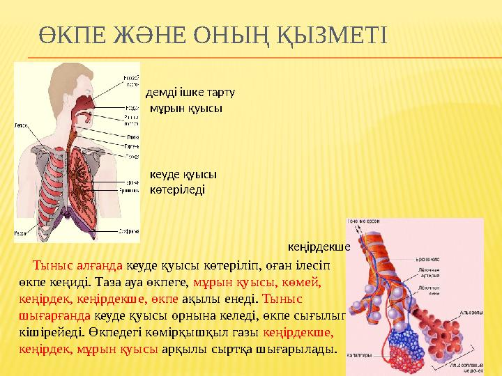 Суреттерді мағынасына қарай екіге бөлеміз. Сұрақ Неліктен адамды табиғаттың бір бөлігі дейміз? Табиғаттағы тіршілік Қазірг