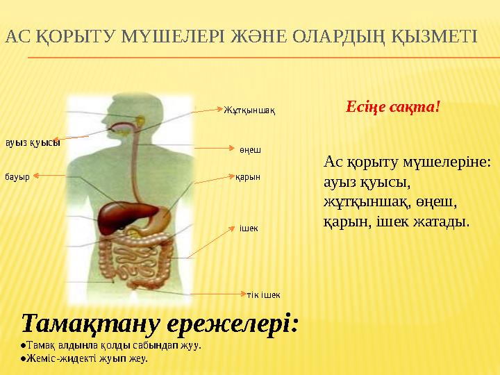 АҒЗА МҮШЕЛЕРІ Адамның ішкі мүшелері 1-өкпе 3-бүйрек 5- ішек 7-ми 2-бауыр 4-қарын 6-қуық