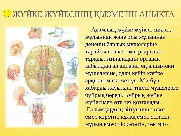 АДАМ ДЕНЕСІНІҢ ТІРЕК-ҚИМЫЛ ҚОЗҒАЛЫС МҮШЕЛЕРІ. ҚАҢҚА Қаңқа сүйектері Бас сүйек Омыртқа Көкірек қуысы Жамбас сүйек Қол-аяқ сүйек