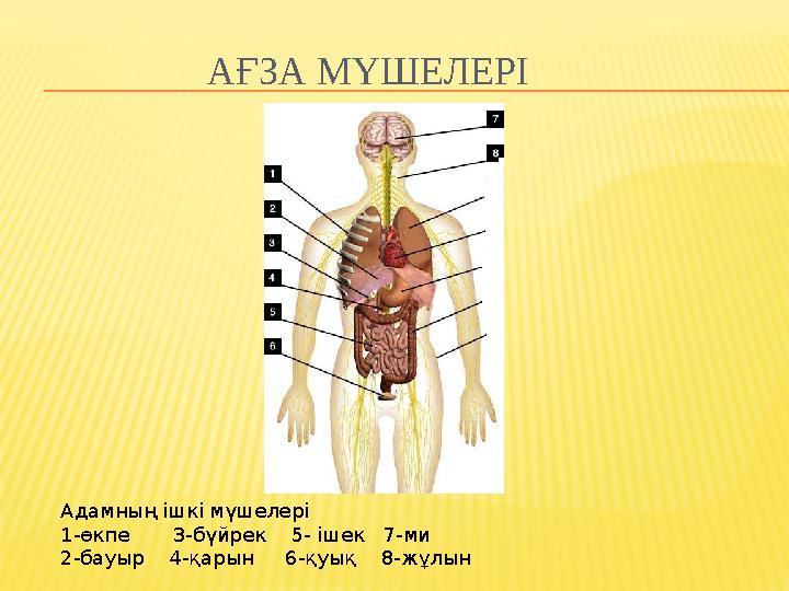 АҒЗА МҮШЕЛЕРІ Адамның ішкі мүшелері 1-өкпе 3-бүйрек 5- ішек 7-ми 2-бауыр 4-қарын 6-қуық 8-