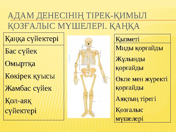 АДАМ ДЕНЕСІНІҢ ТІРЕК-ҚИМЫЛ ҚОЗҒАЛЫС МҮШЕЛЕРІ. ҚАҢҚА Қаңқа сүйектері Бас сүйек Омыртқа Көкірек қуысы Жамбас сүйек Қол-аяқ сүйек