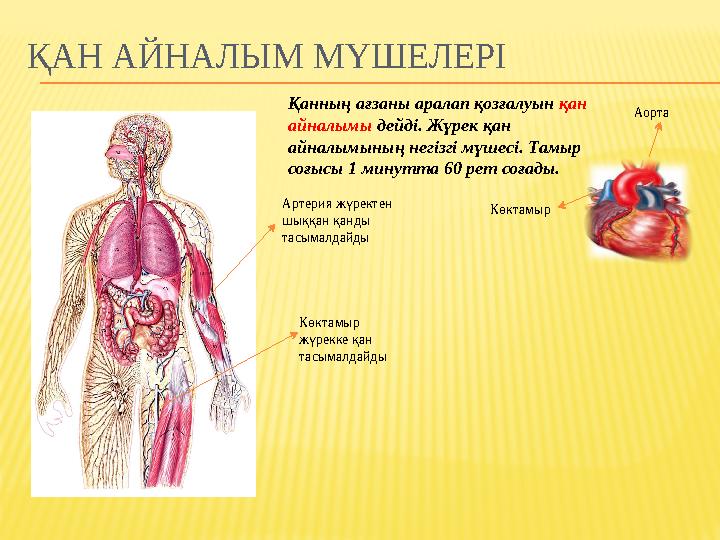 ҚАН АЙНАЛЫМ МҮШЕЛЕРІ Қанның ағзаны аралап қозғалуын қан айналымы дейді. Жүрек қан айналымының негізгі мүшесі. Тамыр соғысы 1