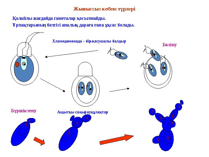 Жыныссыз к өбею түрлері Қолайлы жағдайда гаметалар қосылмайды. Ұрпақтарының белгісі аналық дараға ғана ұқсас болады . Хламидомон