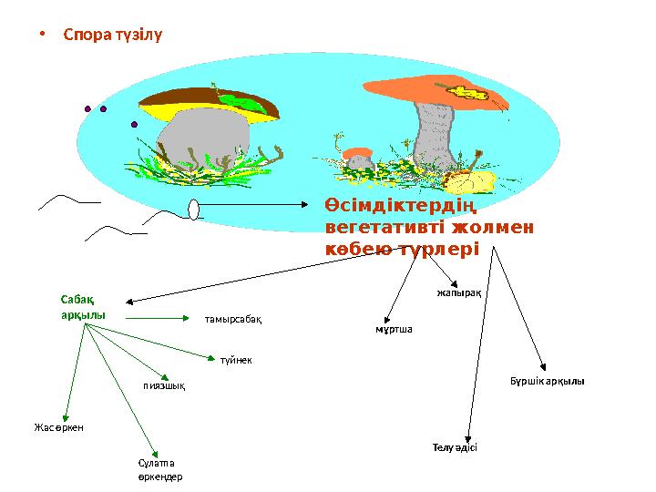 • Спора түзілу Өсімдіктердің вегетативті жолмен көбею түрлері пиязшық Жас өркен тамырсабақ түйнек мұртша Сұлатпа өркендер Т