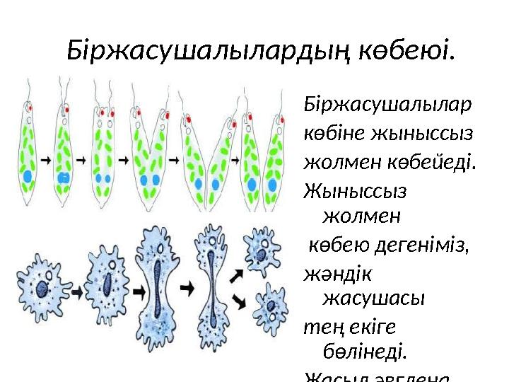 Біржасушалылардың көбеюі. • Бі