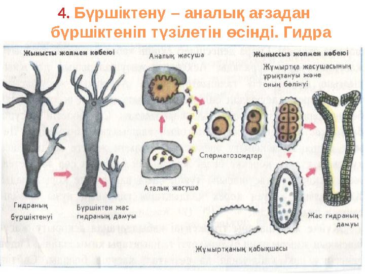 4. Бүршіктену – аналық ағзадан бүршіктеніп түзілетін өсінді. Гидра