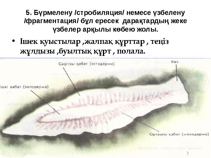 5. Бүрмелену /стробиляция/ немесе үзбелену /фрагментация/ бұл ересек дарақтардың жеке үзбелер арқылы көбею жолы. • Ішек қуыст