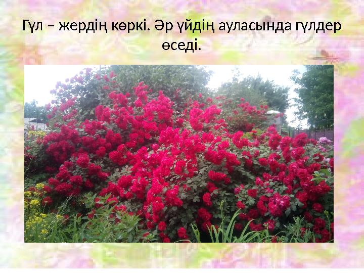 Гүл – жердің көркі. Әр үйдің ауласында гүлдер өседі.