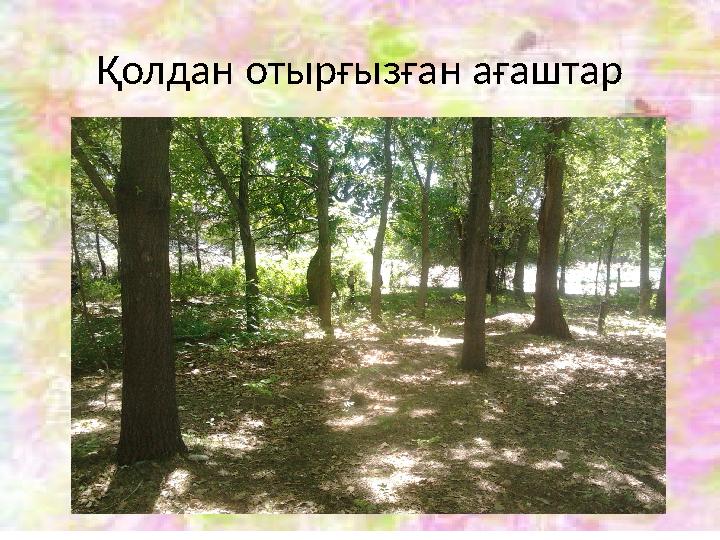 Қолдан отырғызған ағаштар