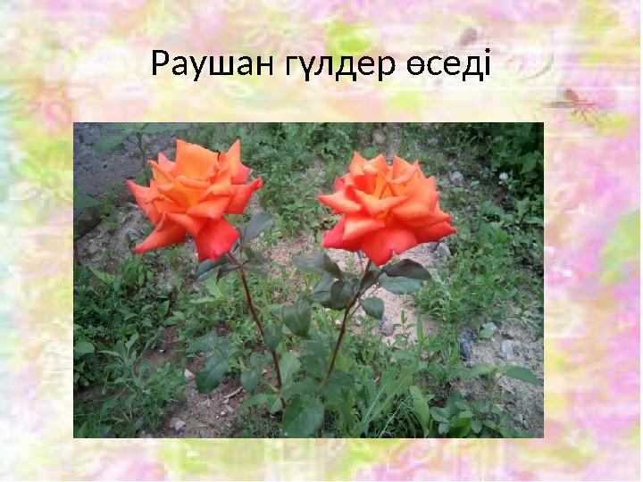 Раушан гүлдер өседі