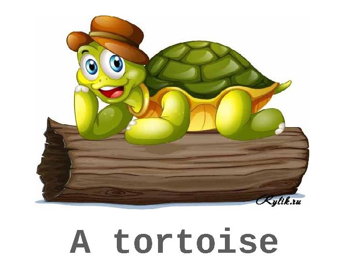 A tortoise