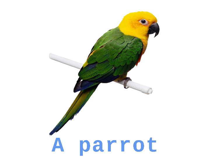 A parrot