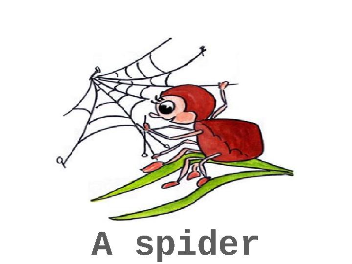 A spider