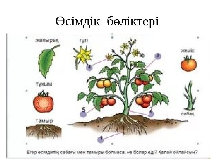 Өсімдік бөліктері