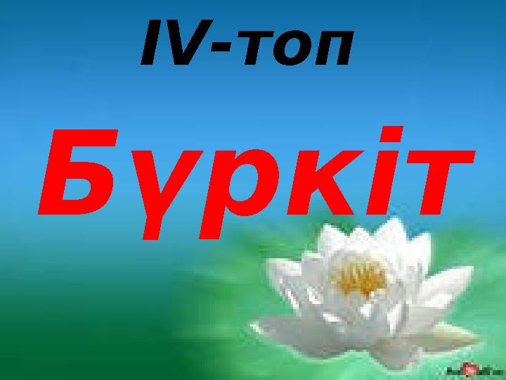 IV-топ Бүркіт