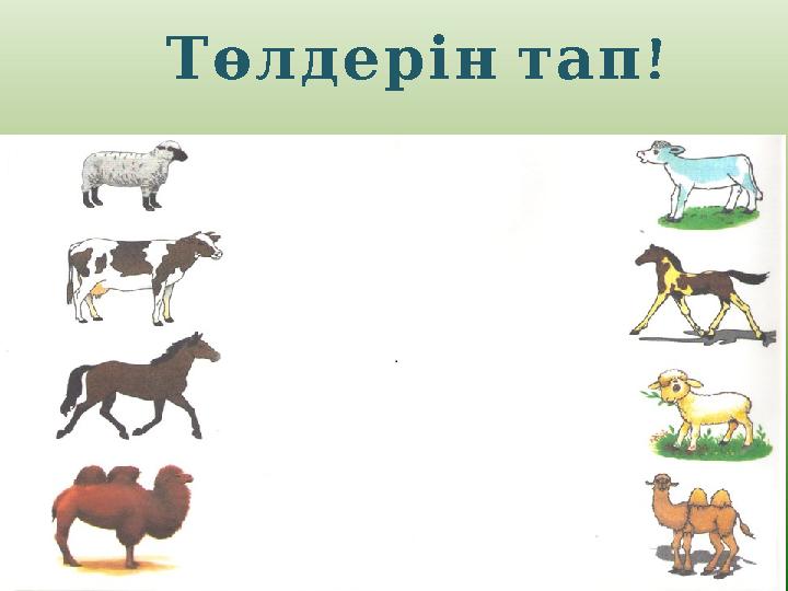 ! Төлдерінтап