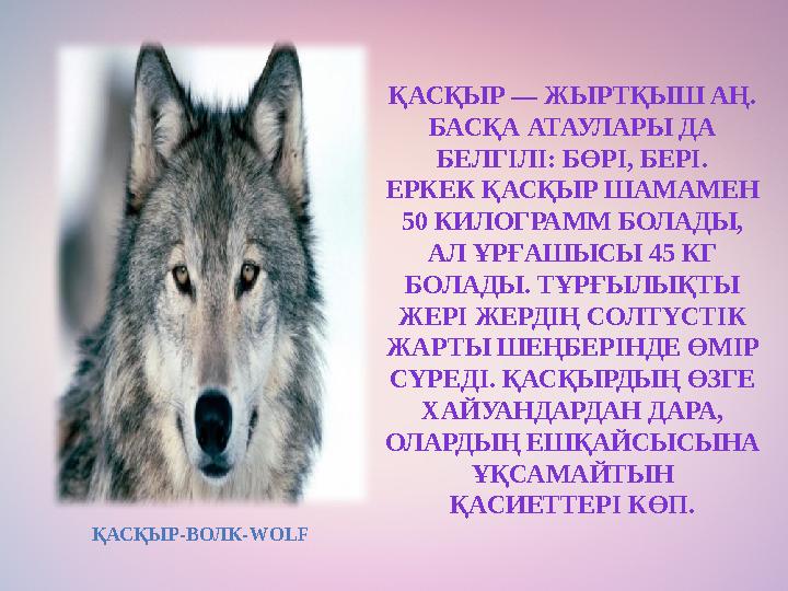 ҚАСҚЫР — ЖЫРТҚЫШ АҢ. БАСҚА АТАУЛАРЫ ДА БЕЛГІЛІ: БӨРІ, БЕРІ. ЕРКЕК ҚАСҚЫР ШАМАМЕН 50 КИЛОГРАММ БОЛАДЫ, АЛ ҰРҒАШЫСЫ 45 КГ БО
