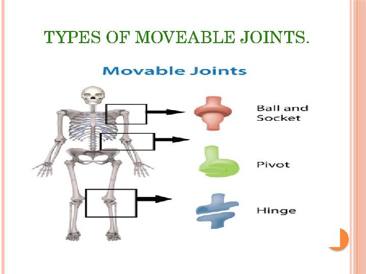 TYPES OF MOVEABLE JOINTS.