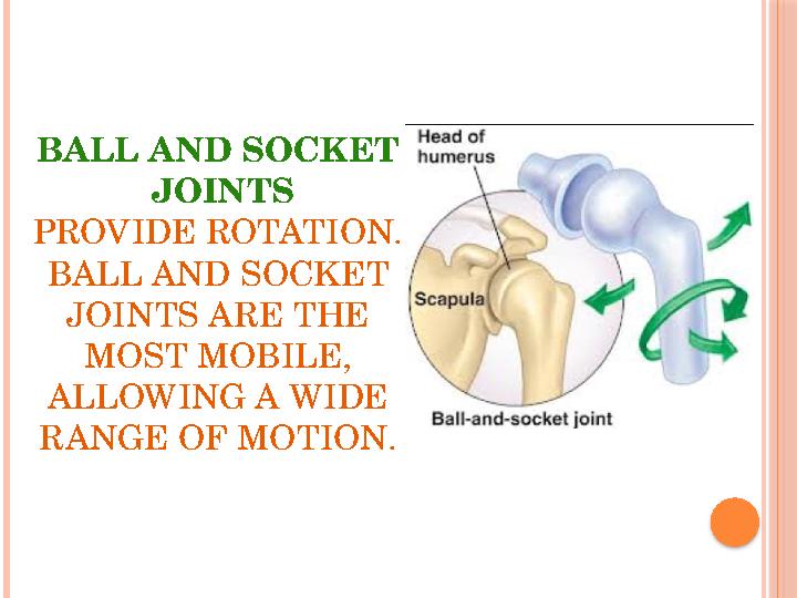 BALL AND SOCKET JOINTS PROVIDE ROTATION. BALL AND SOCKET JOINTS ARE THE MOST MOBILE, ALLOWING A WIDE RANGE OF MOTION.