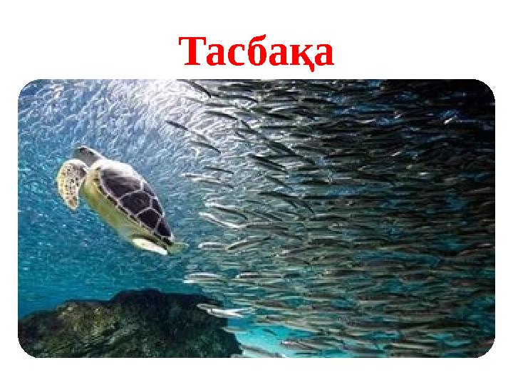 Тасбақа