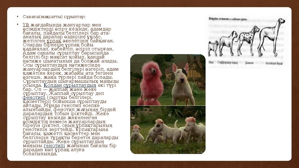 •Саналы(мақсатты) сұрыптау: •Үй жағдайында жануарлар мен өсімдіктерді өсіру кезінде, адамдар бағалы, пайдалы белгілері бар ата