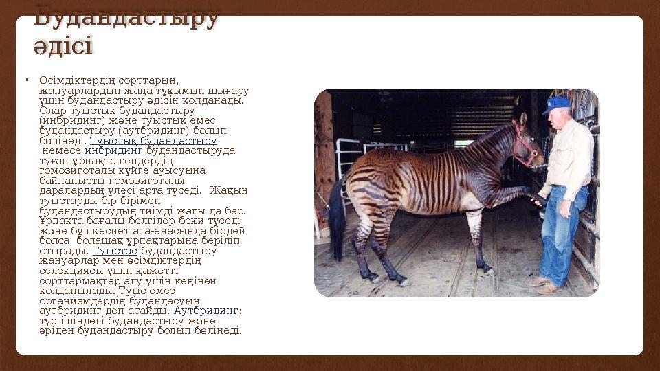 Будандастыру әдісі •Өсімдіктердің сорттарын, жануарлардың жаңа тұқымын шығару үшін будандастыру әдісін қолданады. Олар туыс