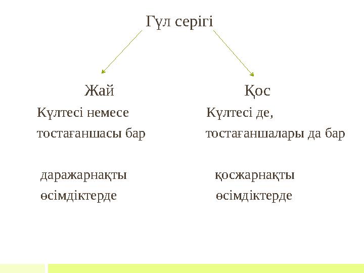 Гүл серігі Жай Қос Күлтесі немесе