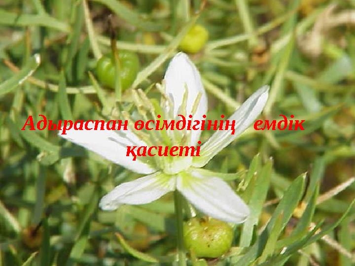 Қыздар жігітті төсекке байлады. Әйелдер өкшесі аяқ фетиші