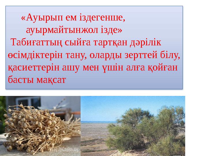 «Ауырып ем іздегенше, ауырмайтынжол ізде» Табиғаттың сыйға тартқан дәрілік өсімдіктерін тану, оларды зертте