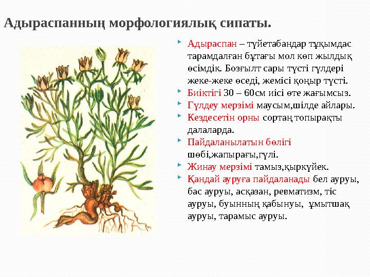 Адыраспанның морфологиялық сипаты. Адыраспан – түйетабандар тұқымдас тарамдалған бұтағы мол көп жылдық өсімдік. Бозғылт сары