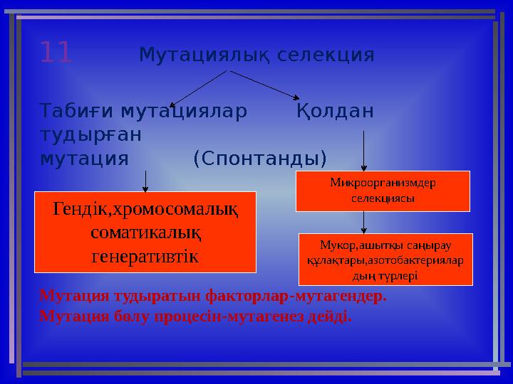 11 Мутациялық селекция Табиғи мутациялар Қолдан тудырған мутация ( Спонтанды ) Мутация тудыратын факторлар-мутагенд