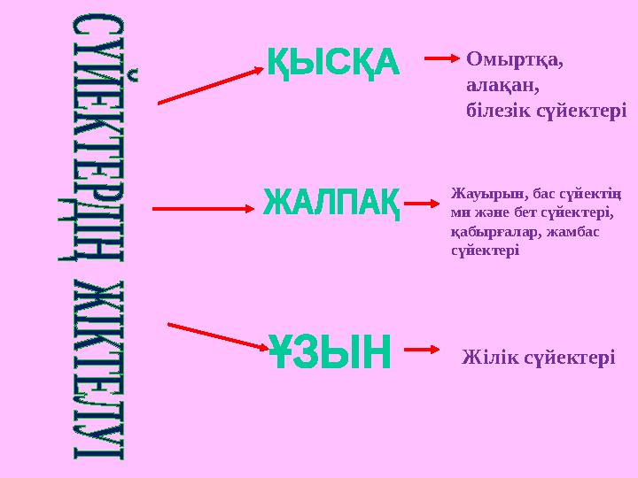 Омыртқа, алақан, білезік сүйектері Жауырын, бас сүйектің ми және бет сүйектері, қабырғалар, жамбас сүйектері Жілік сүйекте