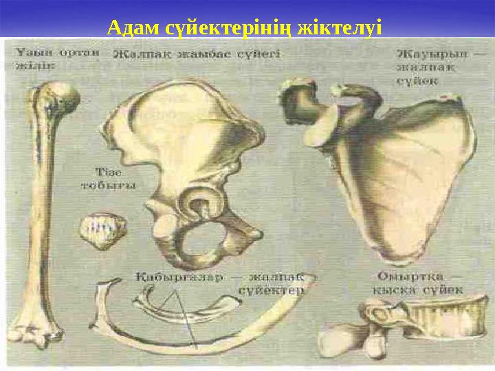 Адам сүйектерінің жіктелуі