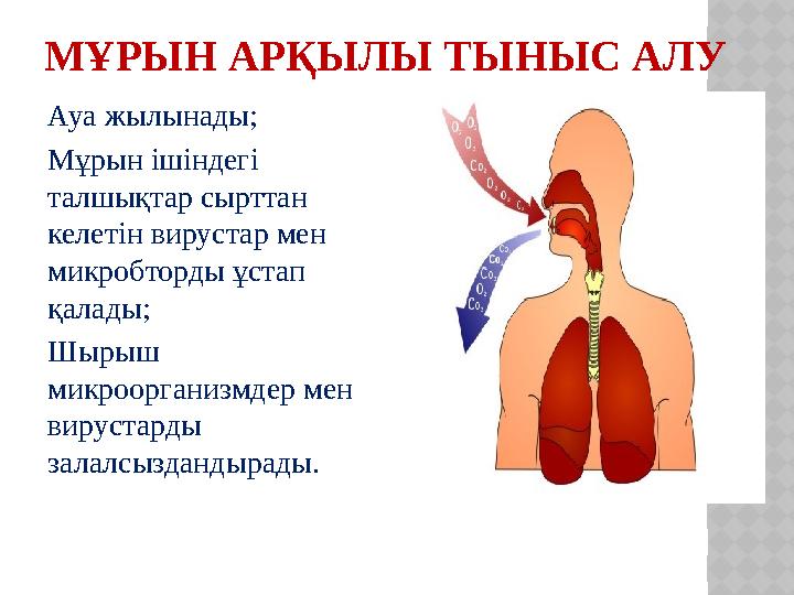 МҰРЫН АРҚЫЛЫ ТЫНЫС АЛУ Ауа жылынады; Мұрын ішіндегі талшықтар сырттан келетін вирустар мен микробторды ұстап қалады; Шыр