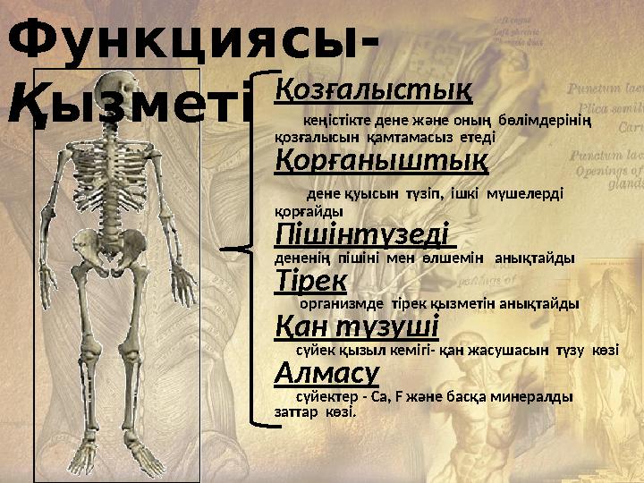 Кімнің қынабы тереңірек?